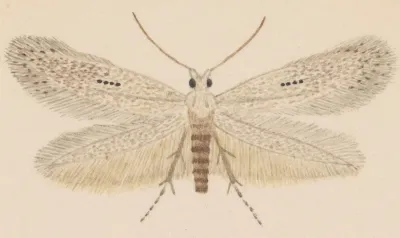 Entomology Watercolour Pl 077