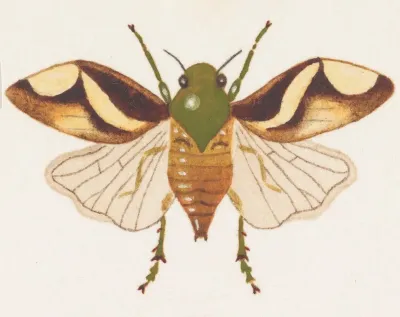 Entomology Watercolour Pl 078