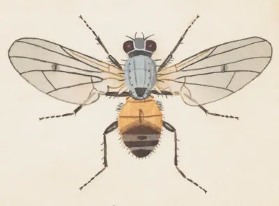 Entomology Watercolour Pl 079