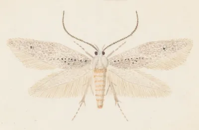 Entomology Watercolour Pl 080