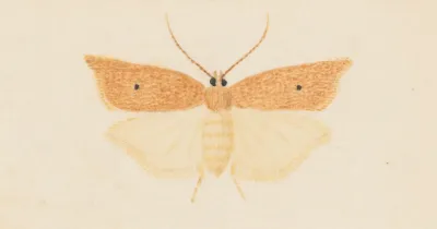 Entomology Watercolour Pl 081