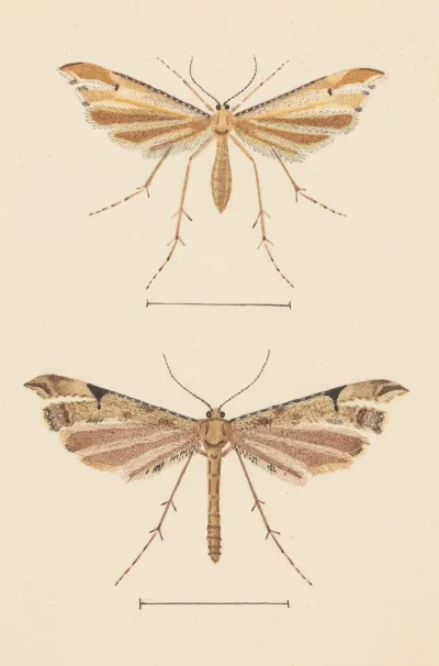 Entomology Watercolour Pl 082