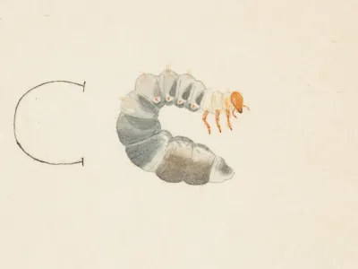 Entomology Watercolour Pl 085