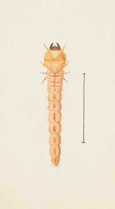 Entomology Watercolour Pl 086