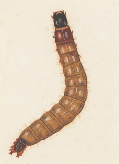 Entomology Watercolour Pl 088