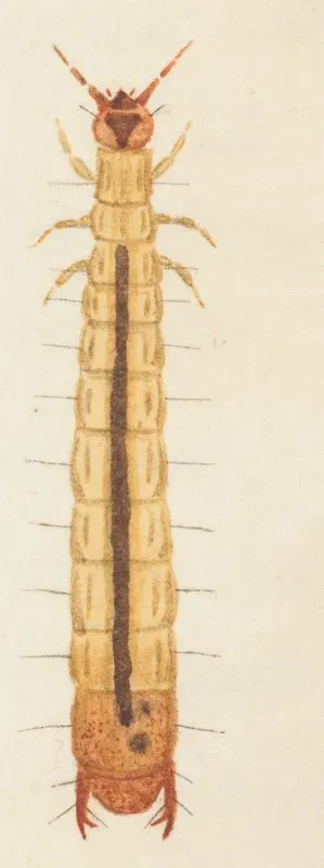 Entomology Watercolour Pl 089