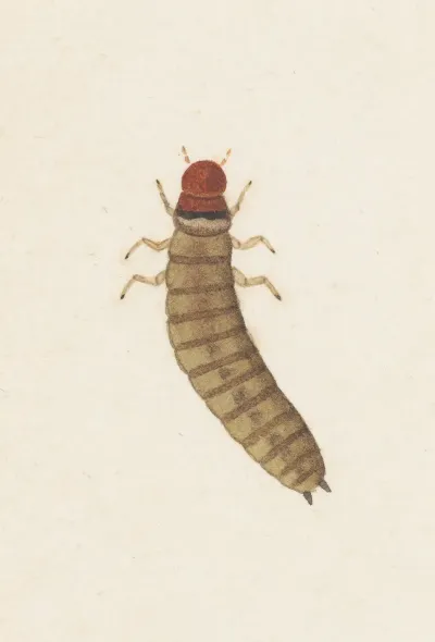 Entomology Watercolour Pl 090