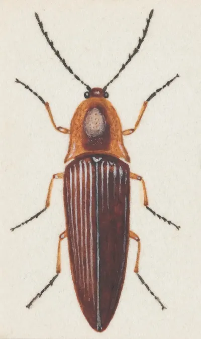 Entomology Watercolour Pl 091