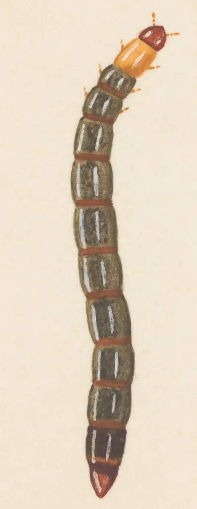 Entomology Watercolour Pl 092