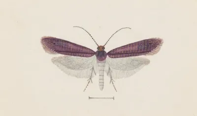 Entomology Watercolour Pl 093