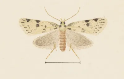 Entomology Watercolour Pl 094