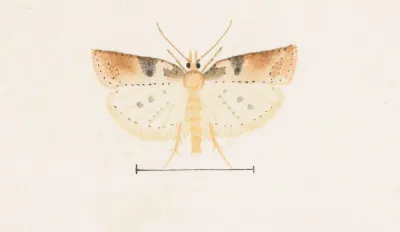Entomology Watercolour Pl 095