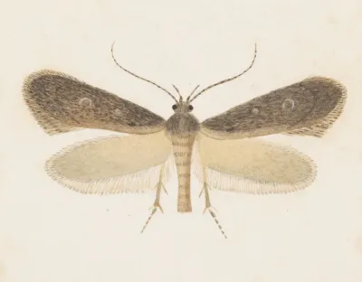 Entomology Watercolour Pl 096