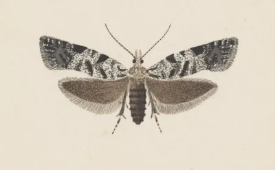 Entomology Watercolour Pl 100