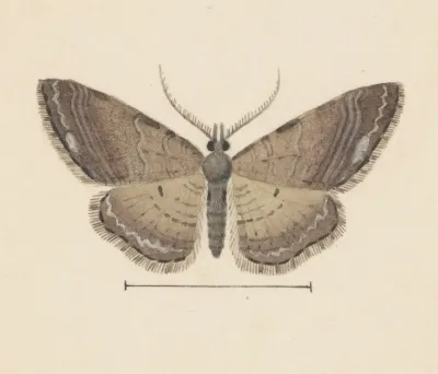 Entomology Watercolour Pl 102