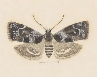 Entomology Watercolour Pl 104