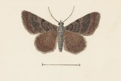 Entomology Watercolour Pl 105