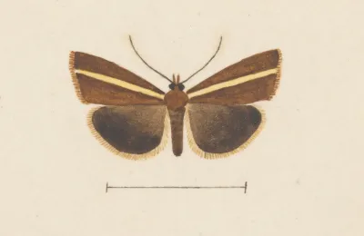 Entomology Watercolour Pl 106