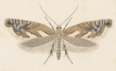 Entomology Watercolour Pl 107