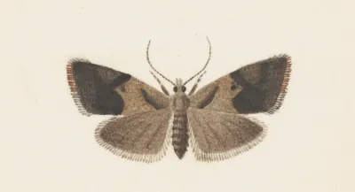 Entomology Watercolour Pl 108