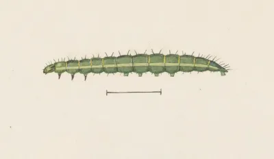 Entomology Watercolour Pl 110