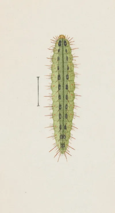 Entomology Watercolour Pl 111