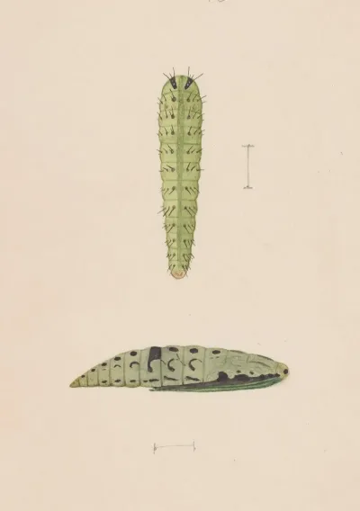 Entomology Watercolour Pl 112