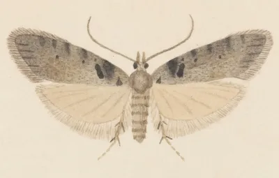 Entomology Watercolour Pl 113