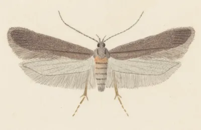 Entomology Watercolour Pl 114