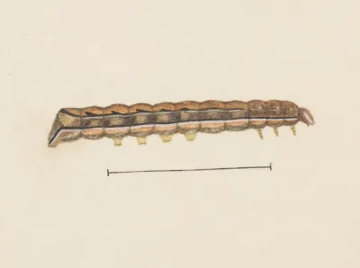 Entomology Watercolour Pl 115