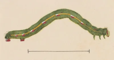 Entomology Watercolour Pl 116
