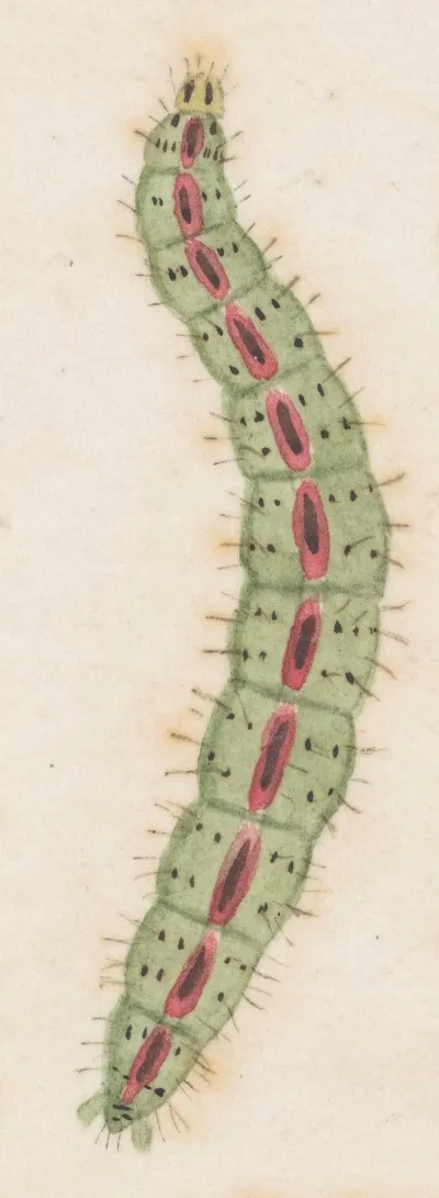 Entomology Watercolour Pl 117