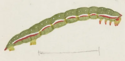 Entomology Watercolour Pl 118