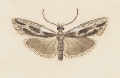 Entomology Watercolour Pl 119
