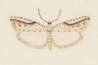 Entomology Watercolour Pl 120