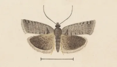 Entomology Watercolour Pl 121