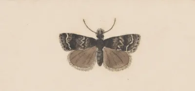 Entomology Watercolour Pl 122