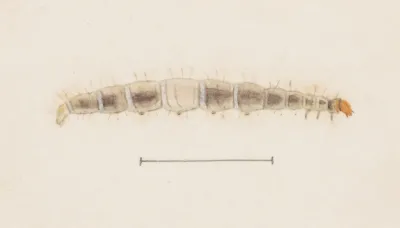 Entomology Watercolour Pl 123