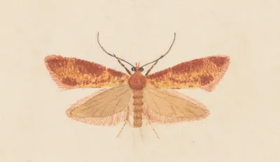 Entomology Watercolour Pl 125