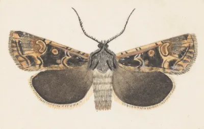 Entomology Watercolour Pl 127