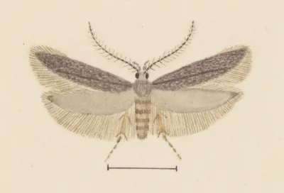 Entomology Watercolour Pl 128