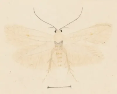 Entomology Watercolour Pl 131