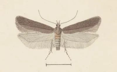 Entomology Watercolour Pl 132