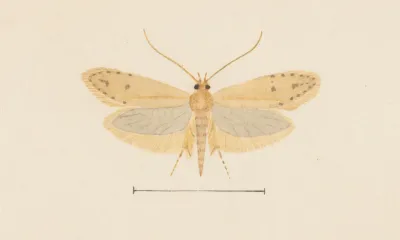 Entomology Watercolour Pl 137