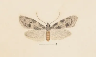 Entomology Watercolour Pl 138