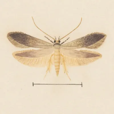 Entomology Watercolour Pl 139