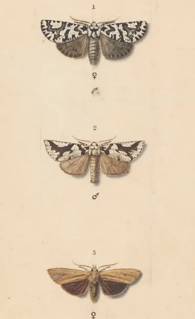 Entomology Watercolour Pl 140