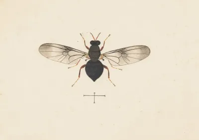 Entomology Watercolour Pl 141