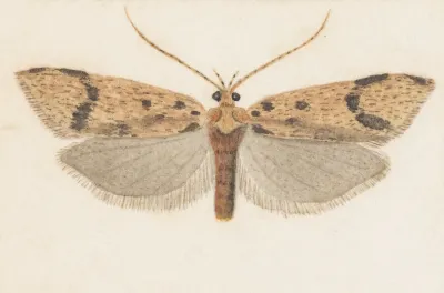 Entomology Watercolour Pl 143