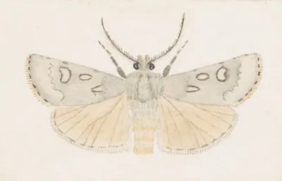 Entomology Watercolour Pl 145